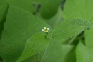 粗毛牛膝菊