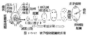 配子異型