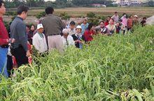 圖2 浦城薏米種植基地