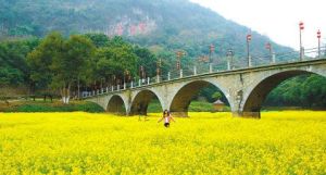 清遠英德油菜花田