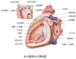 非陣發性竇性心動過速