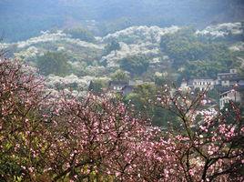 江北村[江蘇南京市浦口區盤城鎮下轄村]