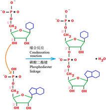 核苷酸之間通過磷酸二酯鍵縮合成核酸