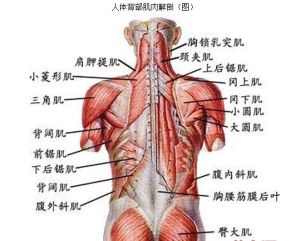 背部[人體部位]