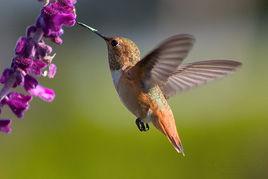 蜂鳥目