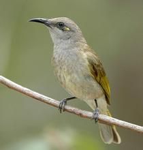 布魯岩吸蜜鳥