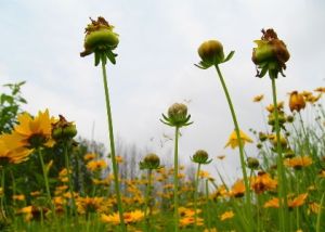 洋甘菊花茶