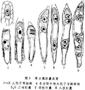 無融合生殖