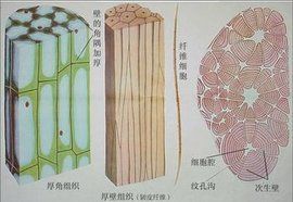 植物組織