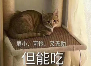 弱小可憐又無助