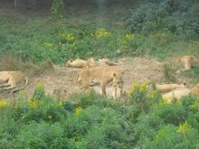 上海野生動物園