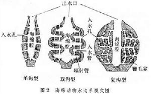 海綿動物水溝系示意圖