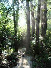 鳳凰山[上海市松江區鳳凰山]