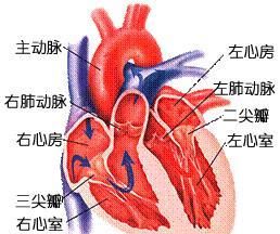 糖尿病心肌病