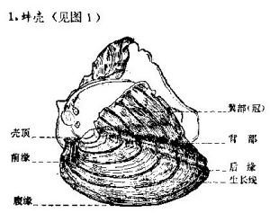 外部結構