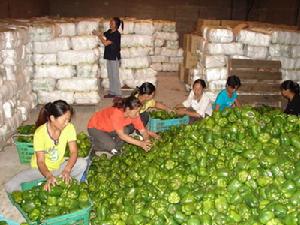 （圖）郭磊莊鎮蔬菜產業