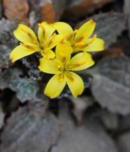 黃花合頭菊