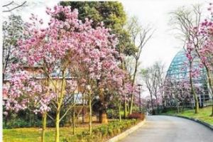 植物園薔薇園