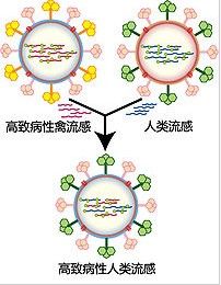 （圖）病毒