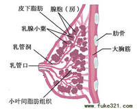 乳房結核