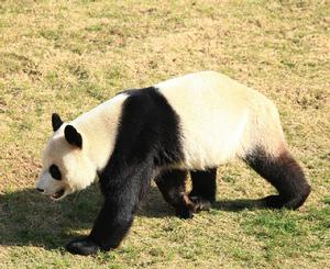 鹽城大豐港動物園大熊貓館2高清大圖