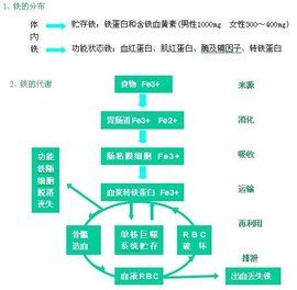 血清總鐵結合力