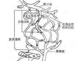 甲皺毛細血管袢數減少