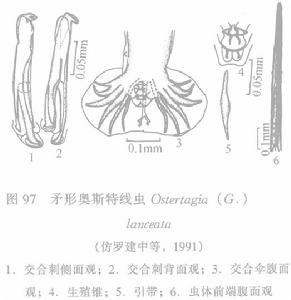 矛形奧斯特線蟲