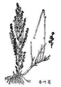 香葉蒿 Artemisia rutifolia Steph. ex Spreng.