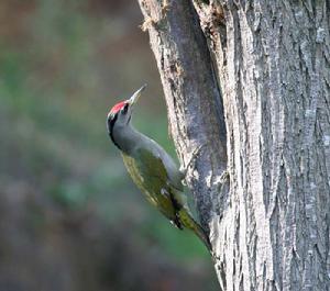 （圖）灰頭啄木鳥