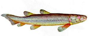 骨鱗魚