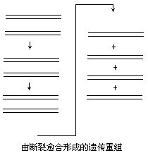 斷裂癒合模型