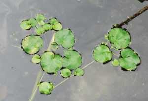 太湖蓴菜