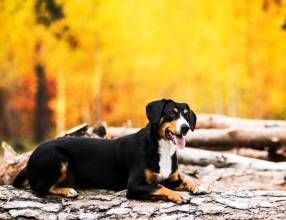 恩特雷布赫山地犬