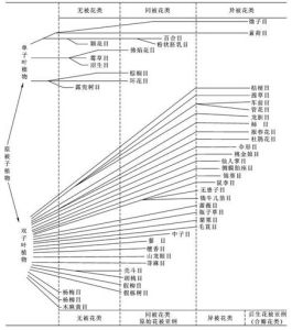 恩格勒系統