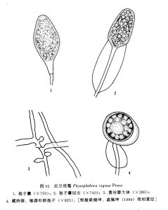 豇豆疫霉