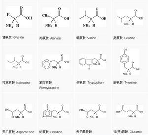 胺基酸