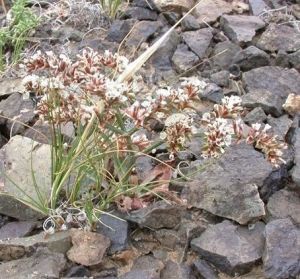 疏花駝舌草