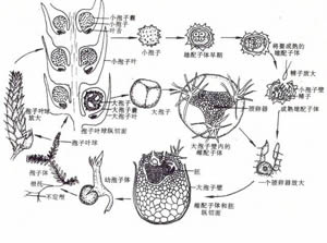 蕨類植物門