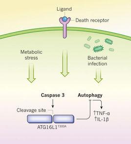 Caspase-3