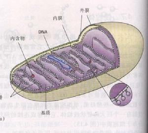 噬脂細胞