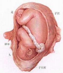 胎兒臂位