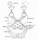 視路