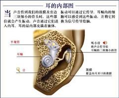 耳朵結構圖