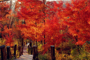 金龍山國家森林公園