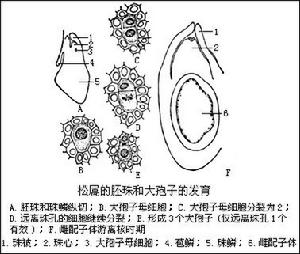 松柏綱