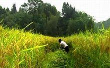 大黎鎮農民收穫稻子