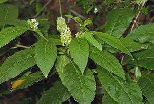 Phytolacca