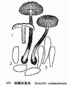 圖 537 粗鱗絲蓋傘 : 1. 子實體， 2. 孢子， 3. 褶緣囊體