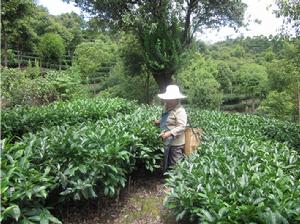 生態茶園不修剪不打藥